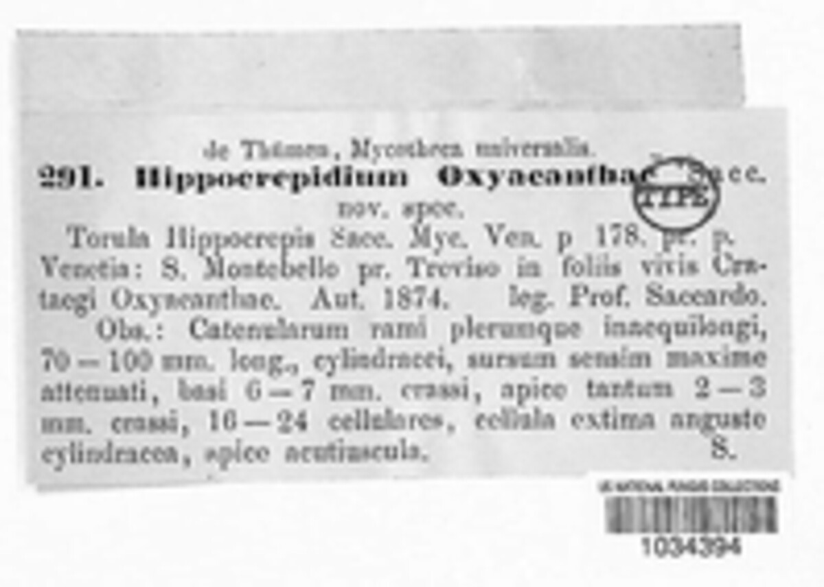 Hippocrepidium oxyacanthae image